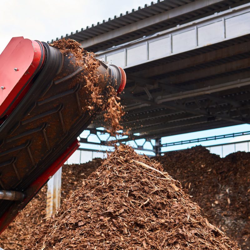 conveyor of industrial woodchipper producing wood chips